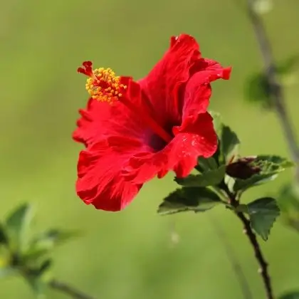 Hibiszkusz (Hibiscus sabdariffa)