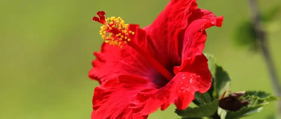 Hibiszkusz (Hibiscus sabdariffa)