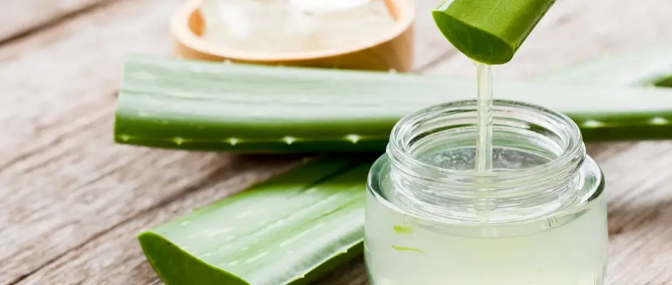Aloe vera