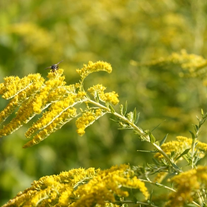 Kanadai aranyvessző