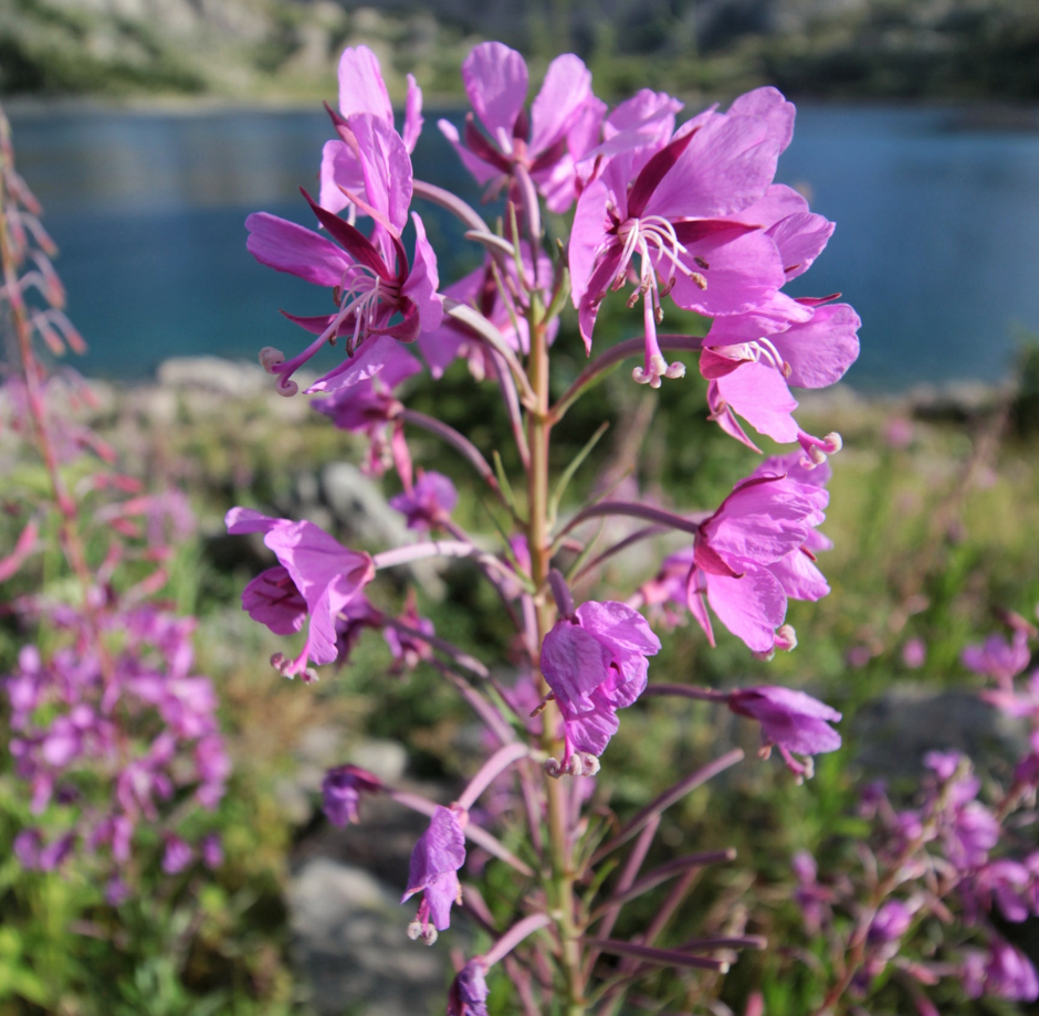 Small-flowered Willowherb