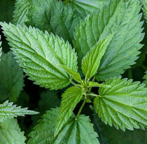 Nettle Leaf