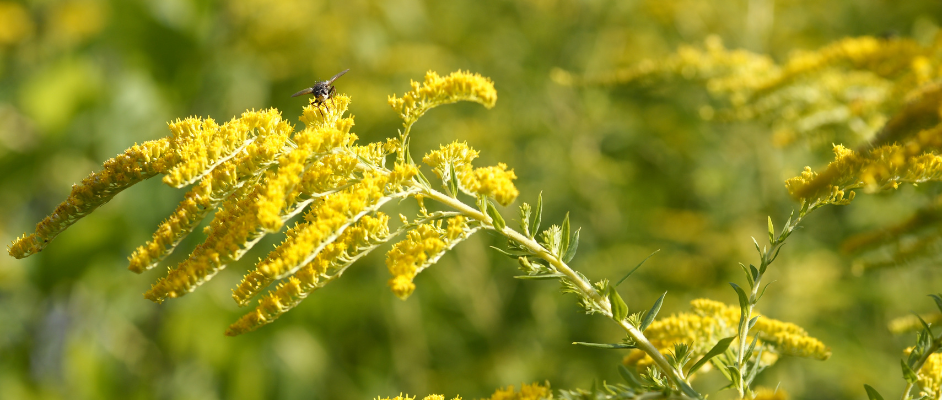 Canadian goldenrod