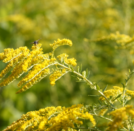Canadian goldenrod