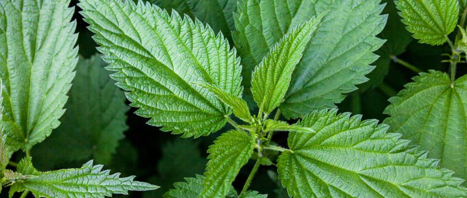 Nettle Leaf